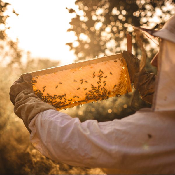 Beekeeping business